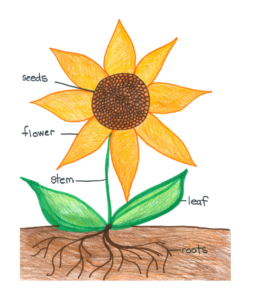 Plant Anchor Chart - Teach On